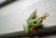 Green Frog On Wall