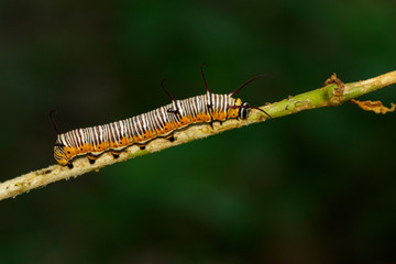 Wall Mural - Image of caterpillars of common indian crow on the branches on a natural background. Insect. Animal.