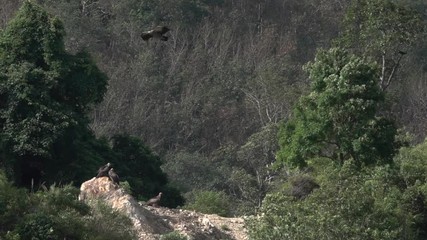 Wall Mural - group of himalayan vulture migrate south to phuket thailand. himalayan griffon flying over the cliff