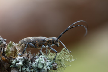 Canvas Print - Pine sawer beetle, Monochamus galloprovincialis on lichen