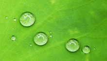 Water Drop On Green Lotus Leaf