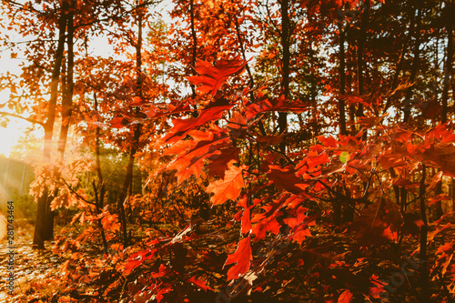 Foto-Lamellenvorhang - beautiful autumn landscape with falling leaves (von prohor08)
