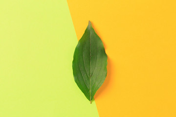 Green leaf on color background