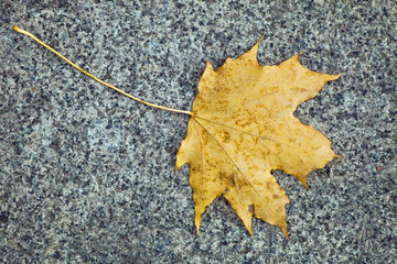 Wall Mural - Yellow autumn leaf of a maple lying on a granite slab.