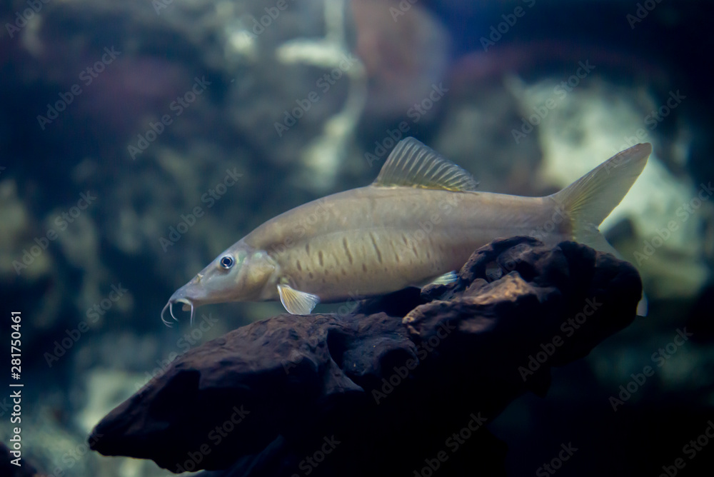 TIGER LOACH or Botia helodes fish in the aquarium of thailand Stock ...