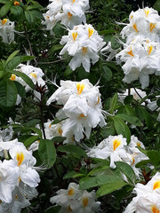 Wall Mural - A lot of white flowers