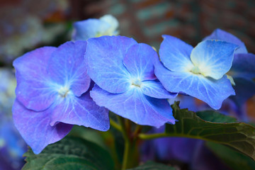 Close up of dark purple 'Hydrangea macrophylla' flowers in full bloom