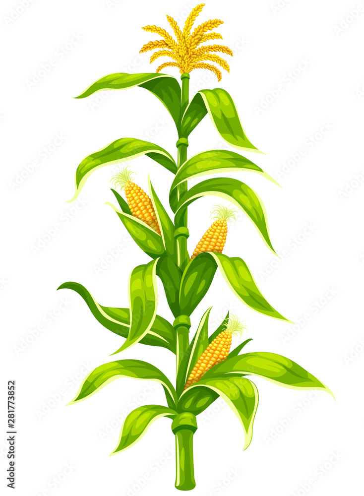 Set of ripe maize corncobs with yellow corns ears and green leaves on plant stem set, vegetable isolated on white transparent background. Ripe corn vegetables organic food. Eps10 vector illustration. - obrazy, fototapety, plakaty 