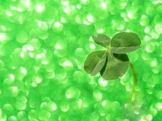 Fresh green lucky four leaf clover