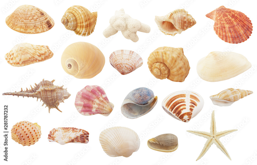 Different seashells, coral and starfish  isolated on white background - obrazy, fototapety, plakaty 