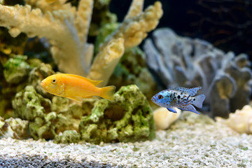 Wall Mural - Cichlid Labidochromis caeruleus and Cichlid Blue Dempsey in aquarium.