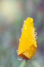 Yellow Flower Bud In Dew Drops
