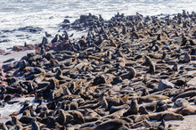 Some Of The 250,000 Cape Fur Seals At Cape Cross, Namibia