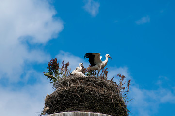 Stork birds on the nest on a beautiful day on the blue sky background