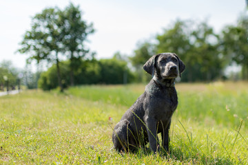 portrait of dog at the beach 