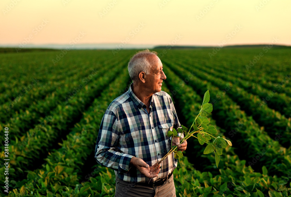 Senior farmer standing in soybean field examining crop at sunset. Stock ...