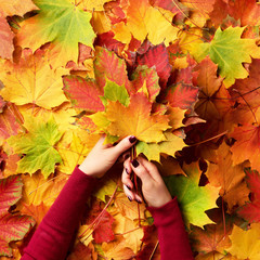 Bright autumn background. Sunny day, warm weather. Bunch of colorful maple leaves in female hands with red nails design. Top view. Square crop