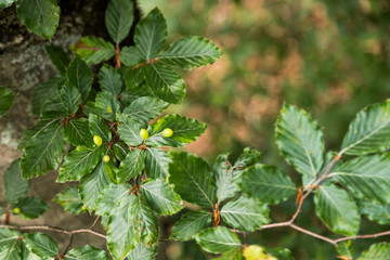 Galls on trees insect pest laying eggs on green leaves