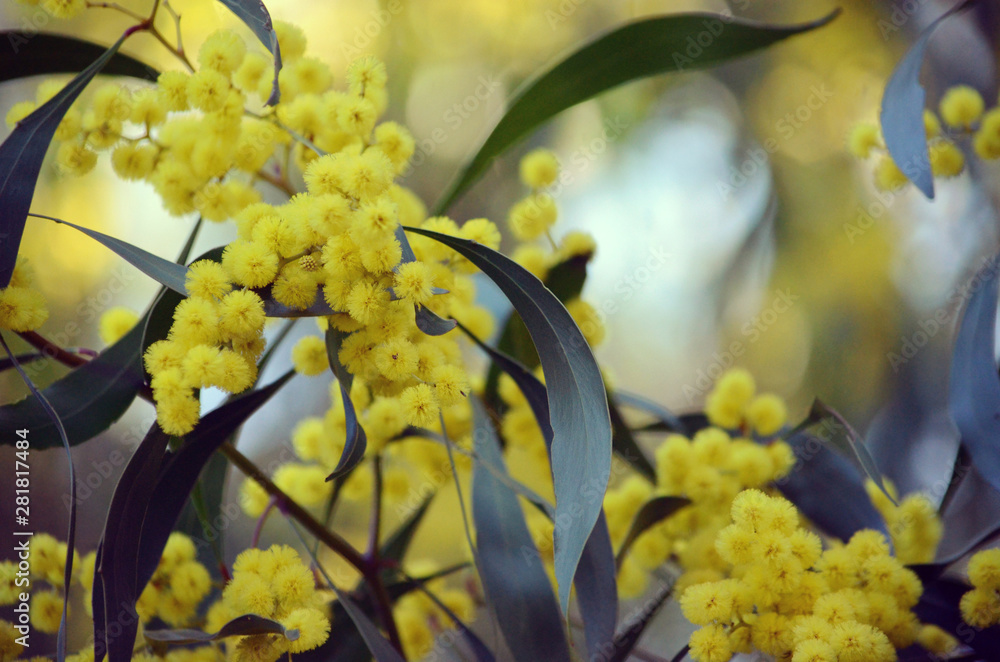 Background of yellow flowers in dappled light of the Golden Wattle, Acacia pycnantha, family Fabaceae. Endemic to inland southeastern Australia. Seeds and gum are bush tucker of aboriginals. - obrazy, fototapety, plakaty 