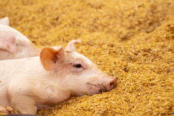 Two pigs sleep on the golden husk. In an organic farm