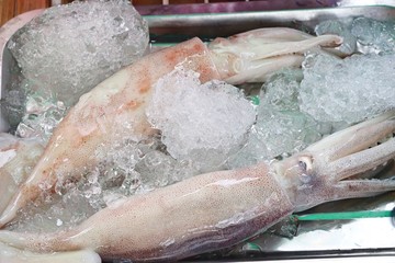 Canvas Print - Fresh squid in the market