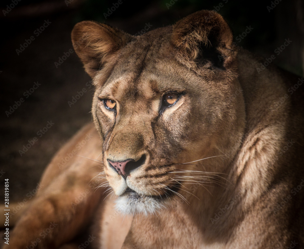 lion in the zoo - obrazy, fototapety, plakaty 