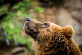 Fototapeta Big Ben - portrait of a bear