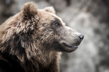 portrait of a bear