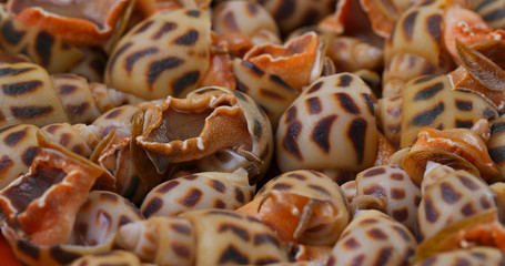 Canvas Print - Uncooked raw fresh sea snail close up