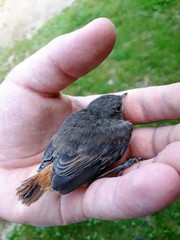 Young bird Phoenicurus ochruros in the palm of your hand