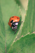 Ladybug resting on the green leaf, macro photography.