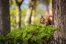 Squirrel On A Tree