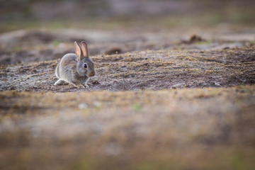 rabbit