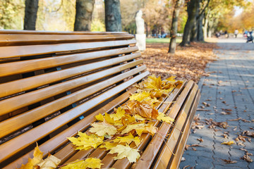 Poster - garden bench with yellow leaves in autumn