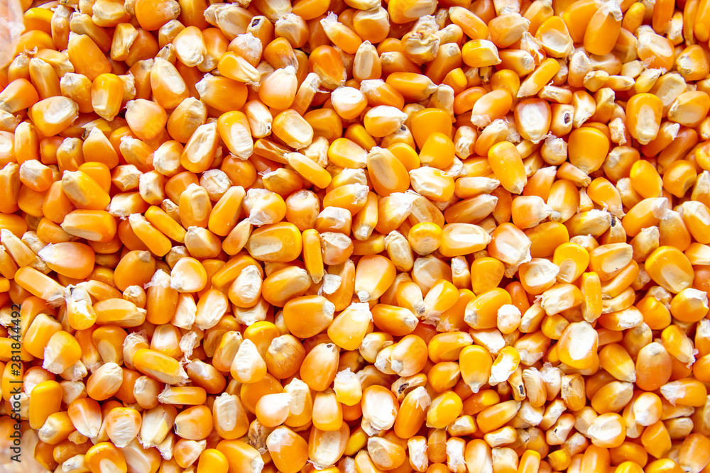 close up of corn seeds can be use as background - obrazy, fototapety, plakaty 