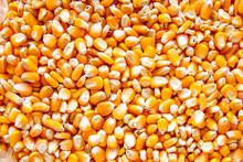Close Up Of Corn Seeds Can Be Use As Background
