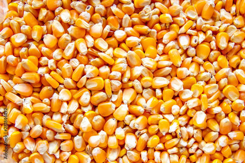 Cuadros en Lienzo close up of corn seeds can be use as background