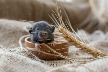 Wall Mural -  young black rat in a plate