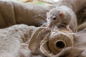 Wall Mural -  large sand decorative rat on a spool of thread