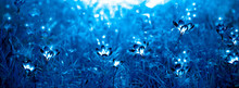 Magic White Flowers With Luminous Pollen On A Dark Blue Background. Fairytale Background Or Banner.
