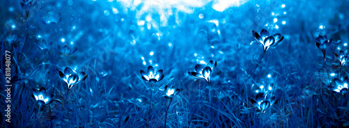 Dekoracja na wymiar  magiczne-biale-kwiaty-z-swietlistym-pylkiem-na-ciemnoniebieskim-tle-bajkowe-tlo-lub