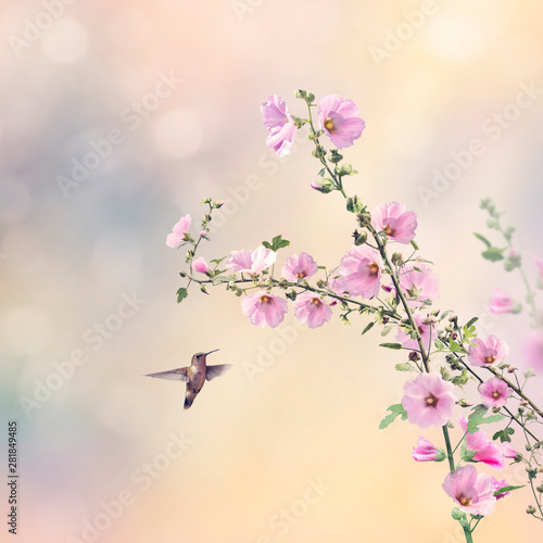 Humming bird and Hollyhock flowers