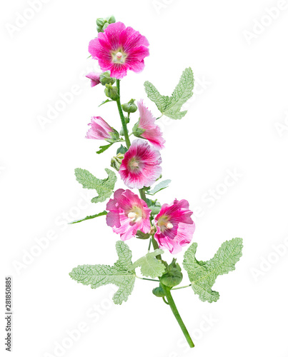 hollyhock flower isolated on white background