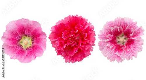 hollyhock flowers isolated on white background