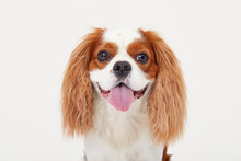 Smart Dog. Cavalier King Charles Spaniel Dog Iportrait Isolated On White Background. Education And Training Concept. Space For Text