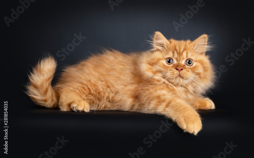 Fluffy Red British Longhair Cat Kitten Laying Down Sideways
