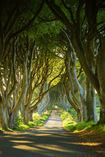 The Dark Hedges, An Avenue Of Beech Trees Along Bregagh Road In County Antrim. Tourist Attractions In Nothern Ireland.