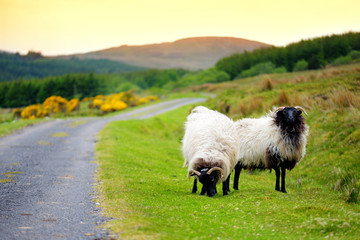 Wall Mural - Sheep marked with colorful dye grazing in green pastures. Adult sheep and baby lambs feeding in green meadows of Ireland.