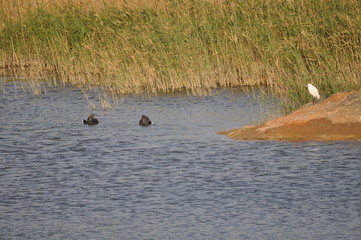 The beautiful bird Eurasian coot (fulica atra) in the natural environment