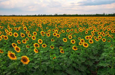 Beautiful sunflower field and blue cloudy sky